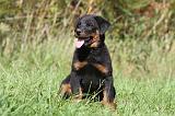 BEAUCERON - PUPPIES 166